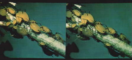 Example of  a modern Application of stereo photography.